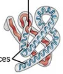 <p>if it mentions “R-group interactions or 3-D folding” </p>