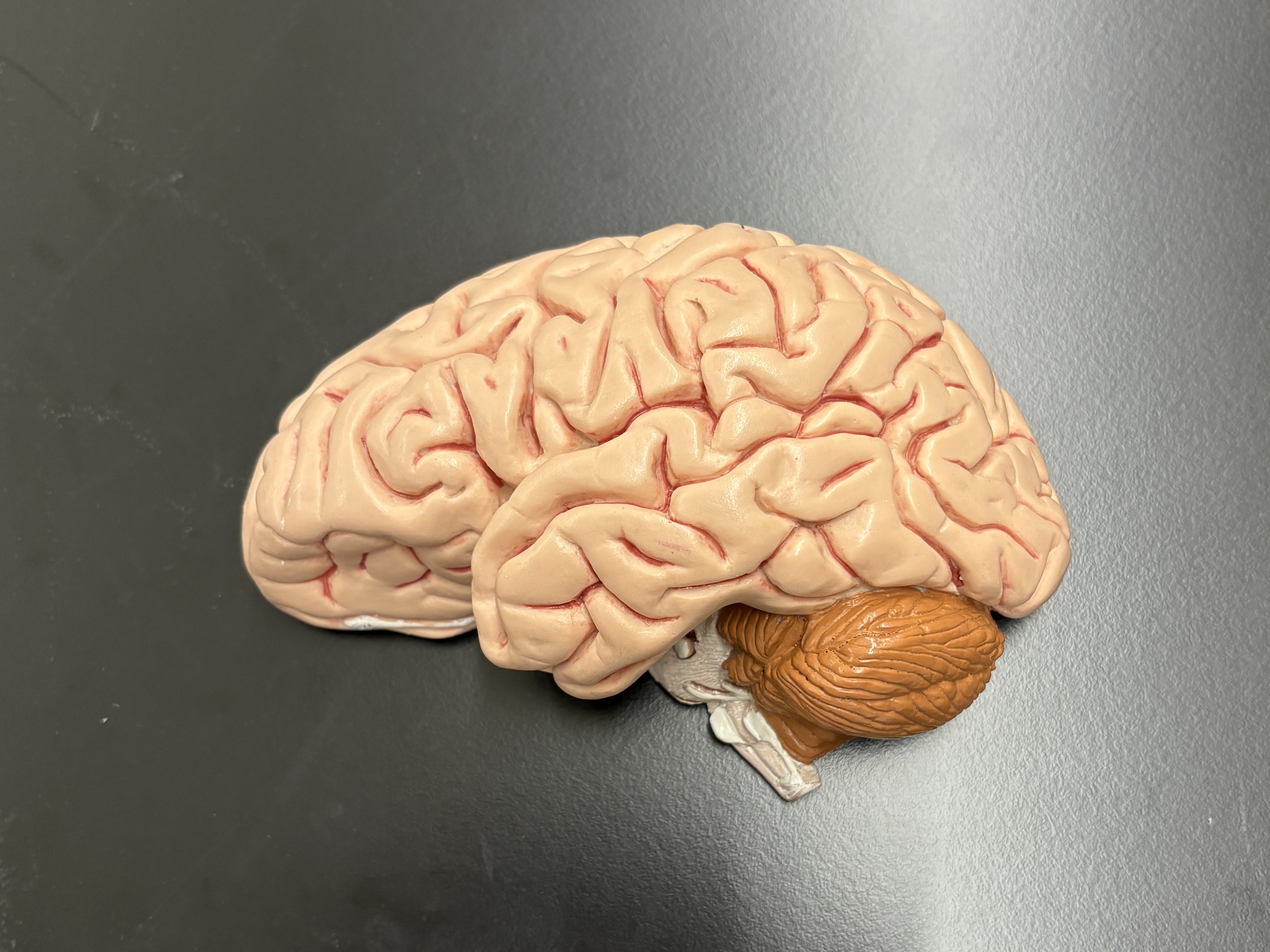 <p>Label lobes/cortex of the brain</p>
