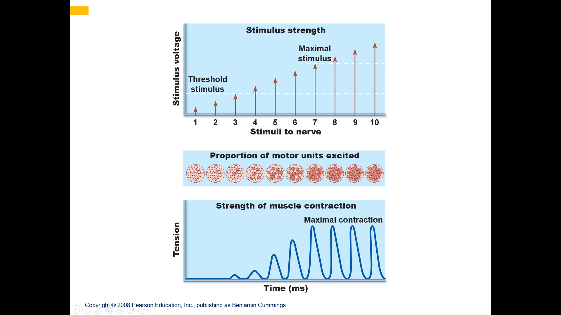 Contraction is stronger as number of contracting motor units increases
Alternating contraction of motor units 
Delays muscle fatigue
Allows for smooth muscle movements
Allows for precision movements
As one unit is turned off another is turned on maintaining tension but allows relaxation of first motor unit