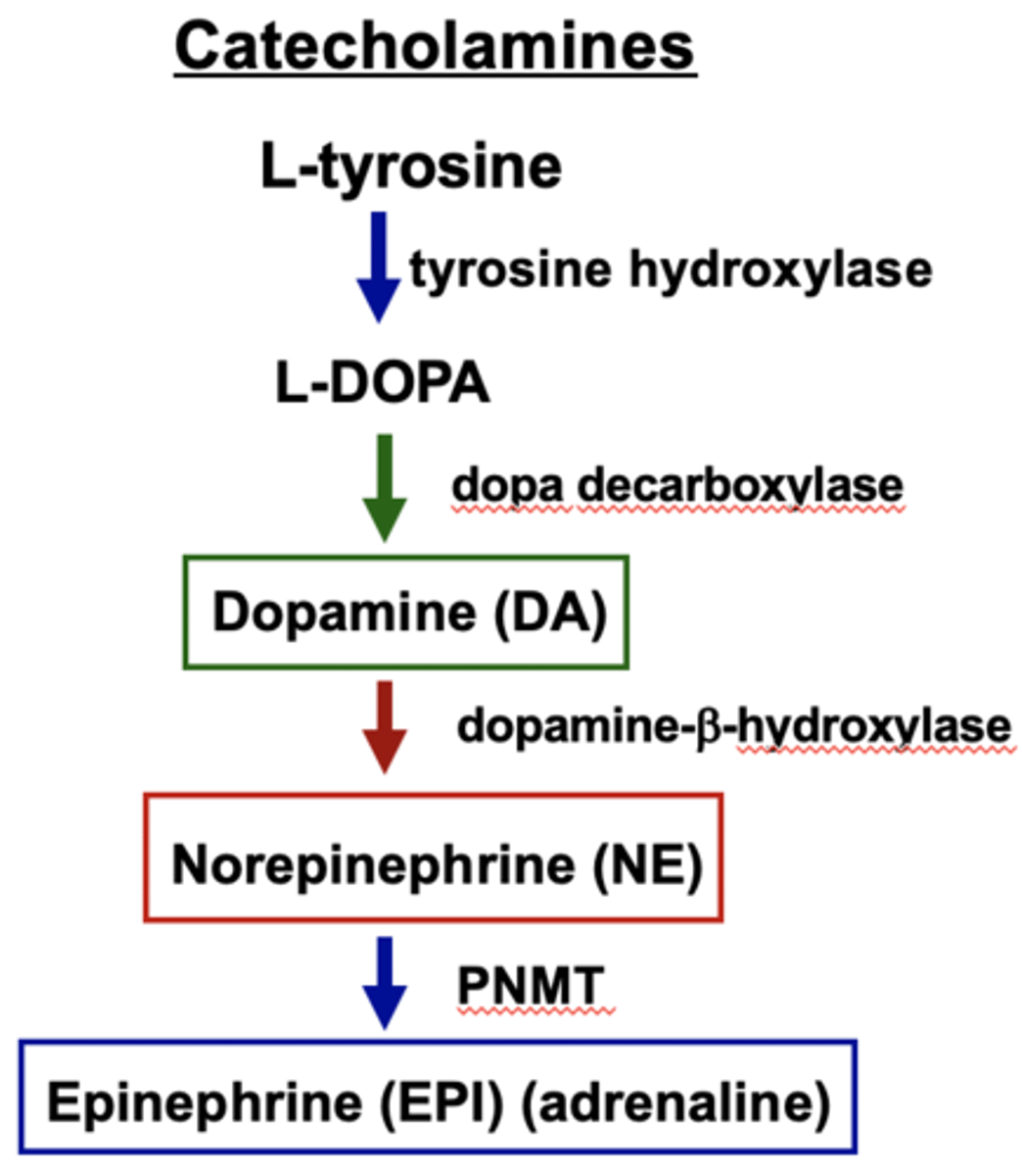 <p>Small molecules synthesized from the amino acids tyrosine and tryptophan (ex. Thyroxine and epinephrine)</p>