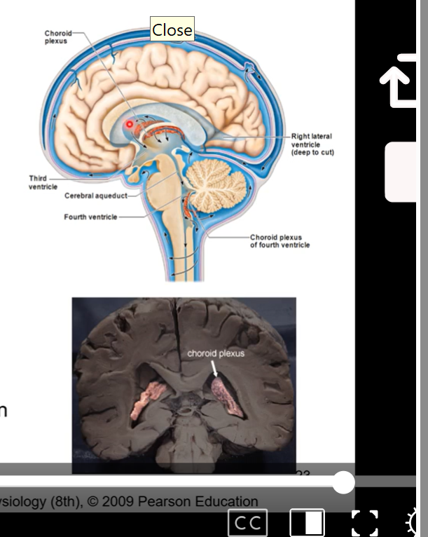 <ul><li><p>produced by choroid plexus found within each ventricle and travels throughout brain</p></li><li><p>circulates throughout central nervous system </p></li><li><p>old cerebrospinal fluid and fluid that is used up is absorbed into venous system through heart after by sinuses </p></li><li><p>functions:</p><ul><li><p>protection</p></li><li><p>buoyancy</p></li><li><p>excretion of waste products</p></li><li><p>endocrine medium for the brain</p></li></ul></li></ul><p></p>