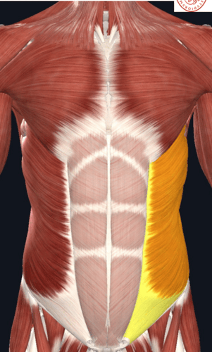 <p>Muscle that rotates the trunk.</p>