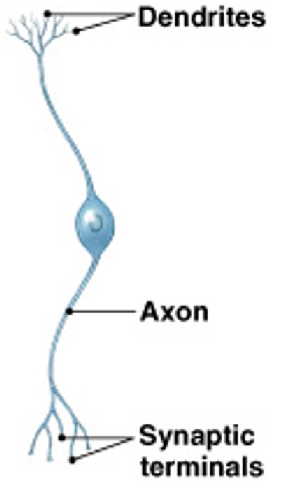 <p>Which neuron type is:</p><ul><li><p>1 dendrite, 1 axon</p></li><li><p>Found in sense organs</p></li></ul><p></p>