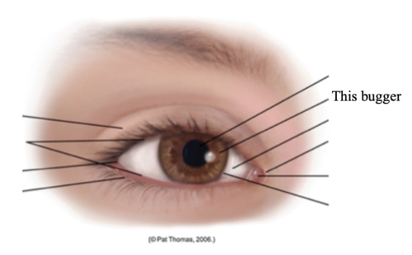 <p>A ring of muscle tissue that forms the colored portion of the eye around the pupil and controls the size of the pupil opening</p>