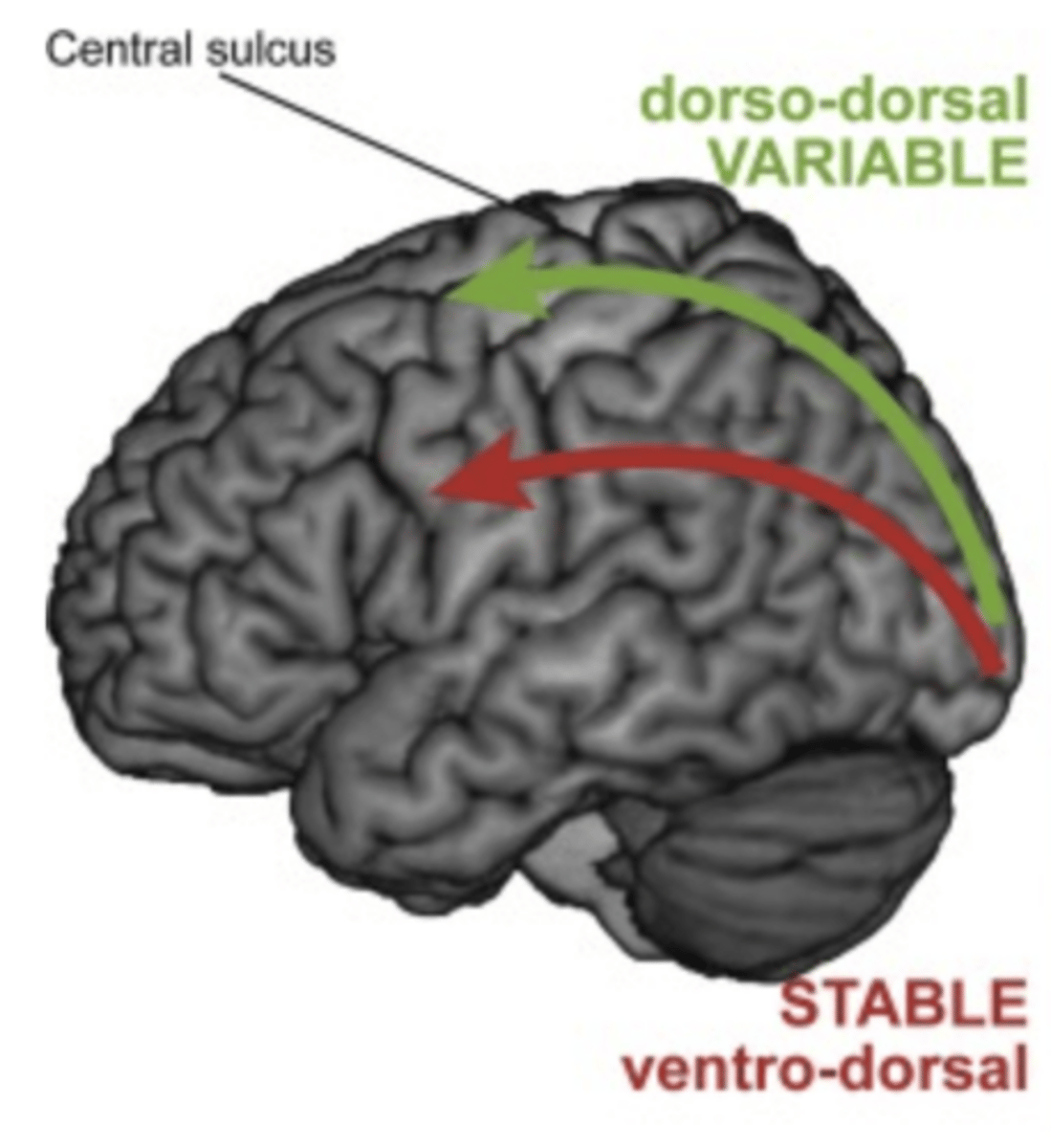 <p>Dorso-dorsal stream: travels to the dorsal premotor cortex + involved in reaching</p><p>Ventro-dorsal stream: travels to the ventral premotor cortex + involved in manipulating objects and movements that signify intentions</p>