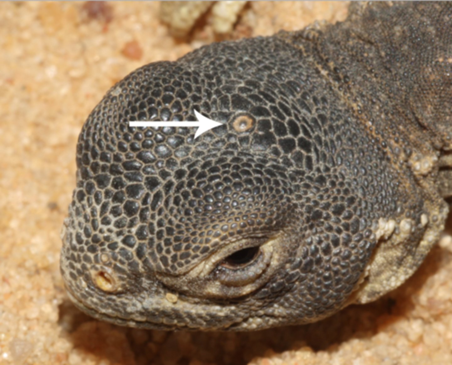<p>Sensory organ in certain amphibians and reptiles that allows them to distinguish between day and night and between different seasons.</p>