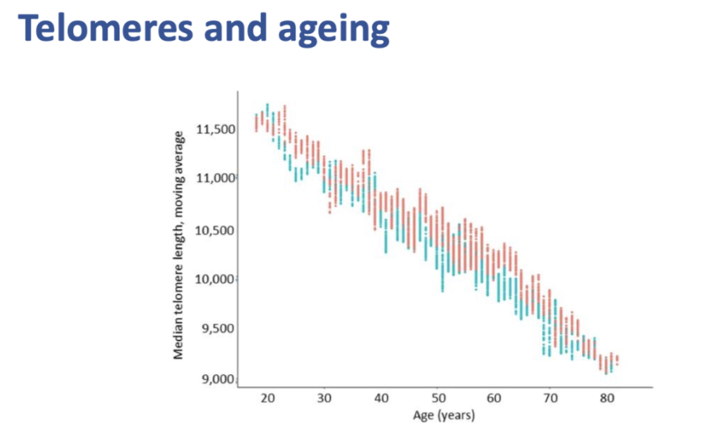 <p><span style="background-color: inherit; line-height: 22px; color: windowtext;"><span>Increasing age is a risk factor to developing cancer- telomere shortening may be a factor</span></span><span style="line-height: 22px; color: windowtext;"><span>&nbsp;</span></span></p>