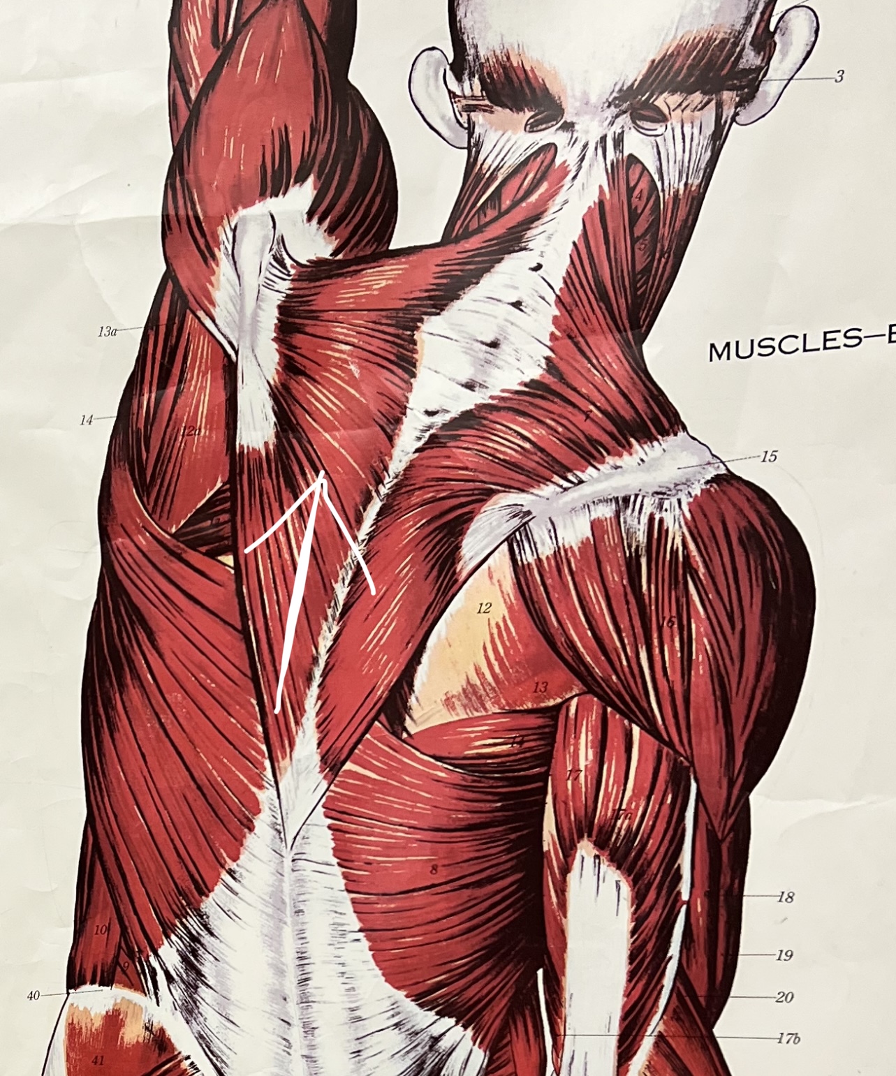 What muscle 