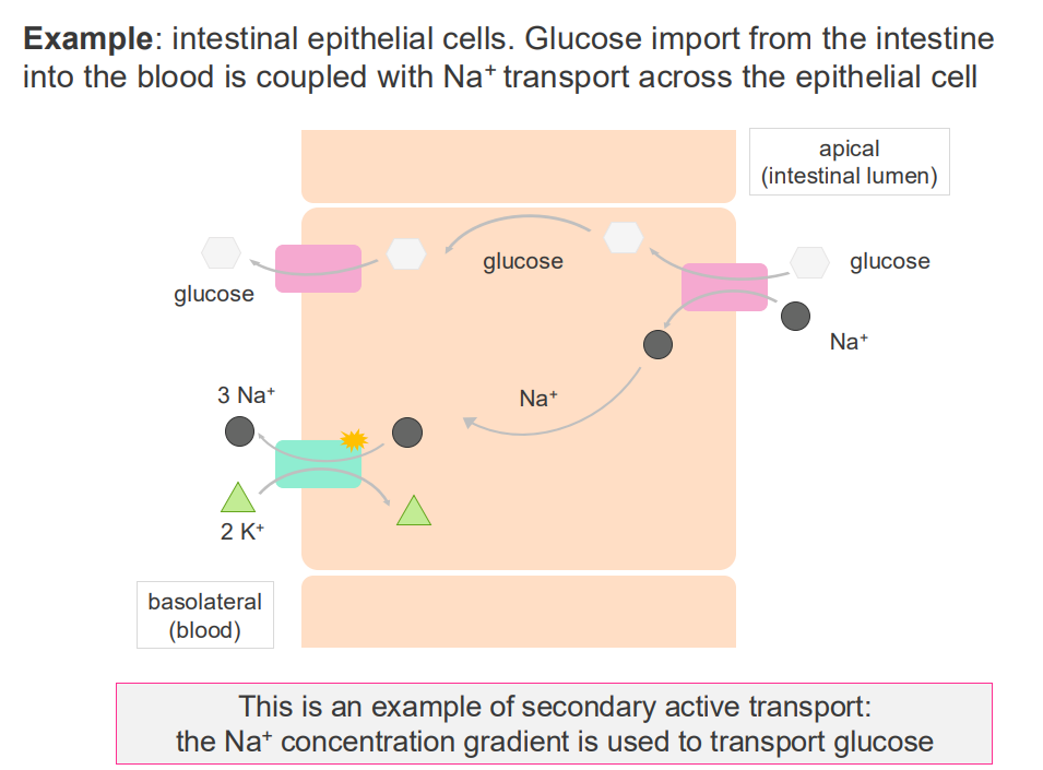 <p>- interstitial epithelial cells.</p><p>- glucose import from the intestine into the blood is coupled with Na+ transport across the epithelial cell</p><p>- this is an example of secondary active transport: the Na+ concentration gradient is used to transport glucose</p>