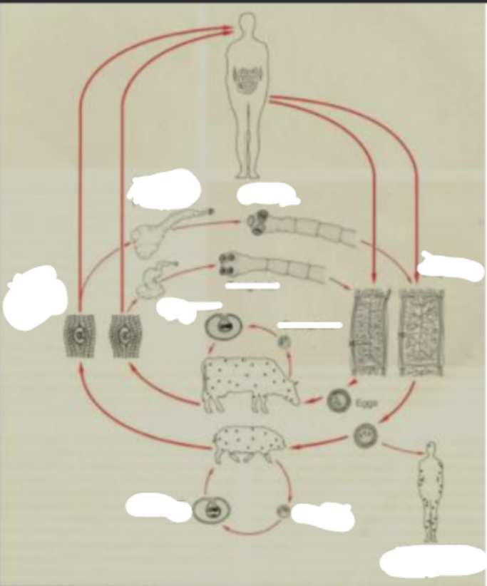 <p>this life cycle belong to?</p>