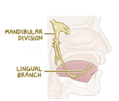 <p>lingual branch of CNV3 </p>