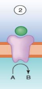 **Signaling Mechanisms:**

* These are usually **water soluble drugs**