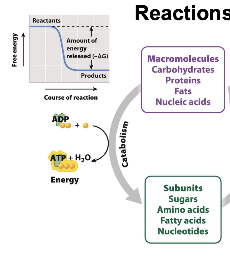 <ul><li><p><span style="background-color: inherit; line-height: 19.55px; color: windowtext;"><span>macromolecules(have higher energy level)</span></span><span style="line-height: 19.55px; color: windowtext;"><span> </span></span></p></li><li><p class="Paragraph SCXO233838685 BCX0" style="text-align: left;"><span style="background-color: inherit; line-height: 19.55px; color: windowtext;"><span>G is negative</span></span><span style="line-height: 19.55px; color: windowtext;"><span> </span></span></p><ul><li><p class="Paragraph SCXO233838685 BCX0" style="text-align: left;"><span style="line-height: 19.55px; color: windowtext;"><span>reactants have more energy that products</span></span></p></li><li><p class="Paragraph SCXO233838685 BCX0" style="text-align: left;"><span style="line-height: 19.55px; color: windowtext;"><span>decrease in enthalpy, products have more subunits → </span></span><span style="background-color: inherit; line-height: 19.55px; color: windowtext;"><span>more disorder = higher entropy</span></span><span style="line-height: 19.55px; color: windowtext;"><span> </span></span></p></li></ul></li><li><p class="Paragraph SCXO233838685 BCX0" style="text-align: left;"><span style="background-color: inherit; line-height: 19.55px; color: windowtext;"><span>Catabolic reaction is spontaneous and release energy (ATP)</span></span><span style="line-height: 19.55px; color: windowtext;"><span> </span></span></p></li></ul><img src="https://knowt-user-attachments.s3.amazonaws.com/69d30852-57dc-4e02-aac6-26782dcc3dfb.png" data-width="100%" data-align="center"><p></p>