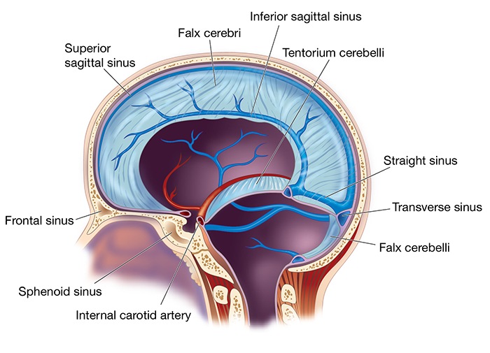 <ul><li><p><span><strong><span>Longitudinal fissure:</span></strong><span> separates right &amp; left cerebral hemispheres.</span></span></p></li><li><p><span><strong><span>Transverse fissure:</span></strong><span> separates cerebrum and cerebellum.</span></span></p></li><li><p><span><strong><span>Central sulcus:</span></strong><span> separates frontal and parietal lobes.</span></span></p></li><li><p><span><strong><span>Lateral sulcus (Sylvian):</span></strong><span> separates temporal lobe.</span></span></p></li><li><p><span><strong><span>Parieto-occipital sulcus:</span></strong><span> separates parietal and occipital lobes.</span></span></p></li></ul><p><span><strong><span>[Insert Diagram: Falx cerebri and tentorium cerebelli positions]</span></strong></span></p>