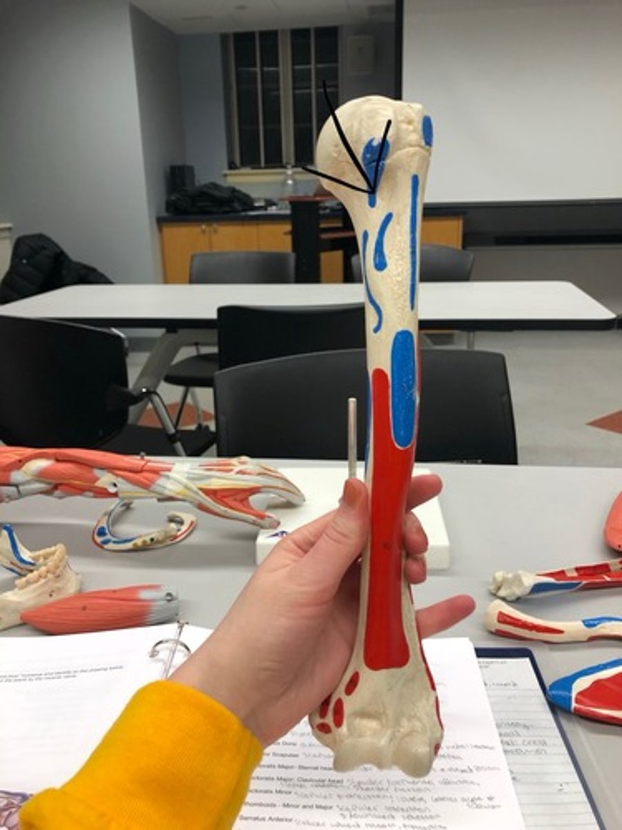 <p>77</p><p>I: Lesser tubercle</p>