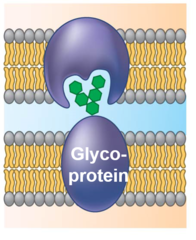 <p>Recognition and adhesion proteins, such as glycoproteins, are exposed on the extracellular surface and play a role in cell recognition and adhesion</p>