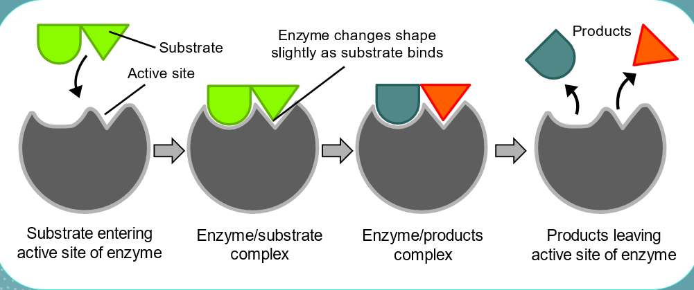 <p>. an analogy to explain the specific action of an enzyme with a single substrate</p><p>—&gt; proposes the substrate is simply drawn into a closely matching cleft on the enzyme molecule - only that substrate would fit the cleft like a key in a lock </p><p>—&gt; the shape of the enzyme is always complementary to the shape of the substrate, therefore the two will fit exactly to form an enzyme-substrate complex</p>