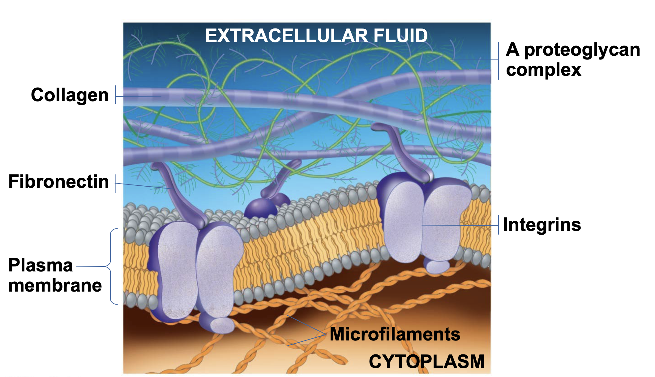 .Animal cells lack cell walls but are covered by an elaborate extracellular matrix (ECM) \n .The ECM is made up of glycoproteins such as collagen, proteoglycans, and fibronectin \n .ECM proteins bind to receptor proteins in the plasma membrane called integrins \n .ECM can regulate a cell’s behavior by communicating with a cell through integrins
