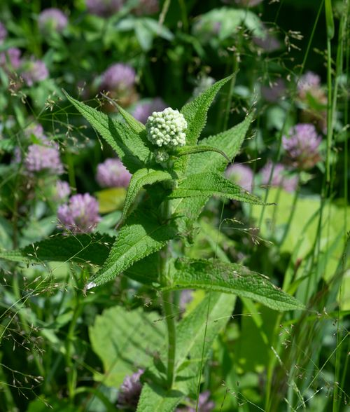 <p>perfoliate leaves, white flowers</p>