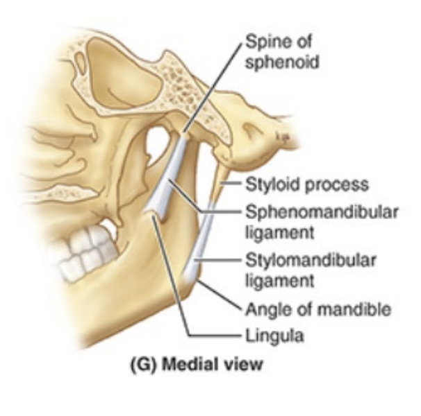 <p>stylomandibular: runs from styloid process of temporal bone to angle of mandible</p><p>sphenomandibular: runs from spine of sphenoid bone to lingula of mandible </p>