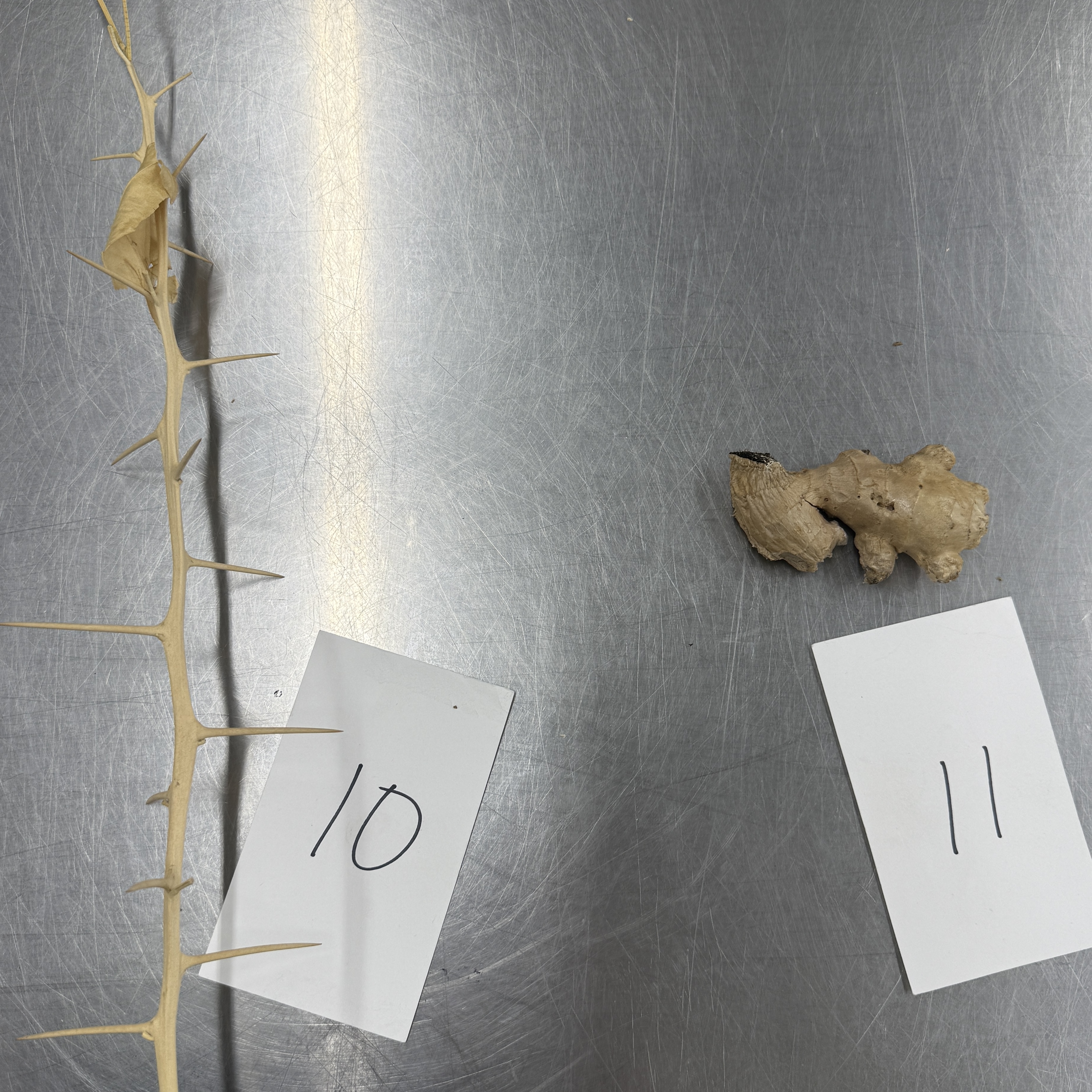 <p>Identify the modified stem structures</p>