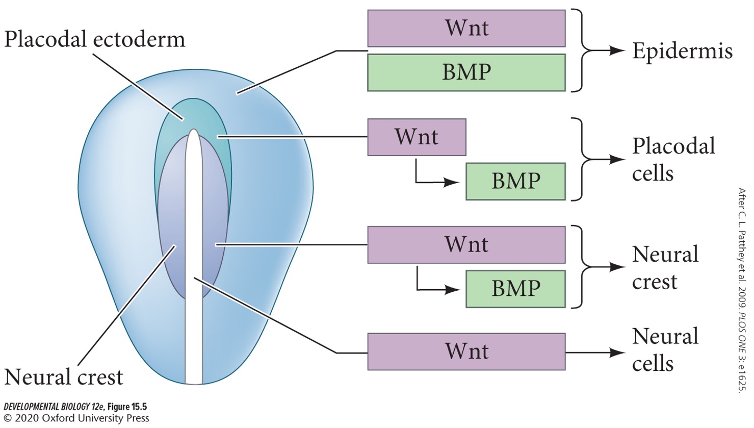 F) Wnt expression persistence, BMP expression later.