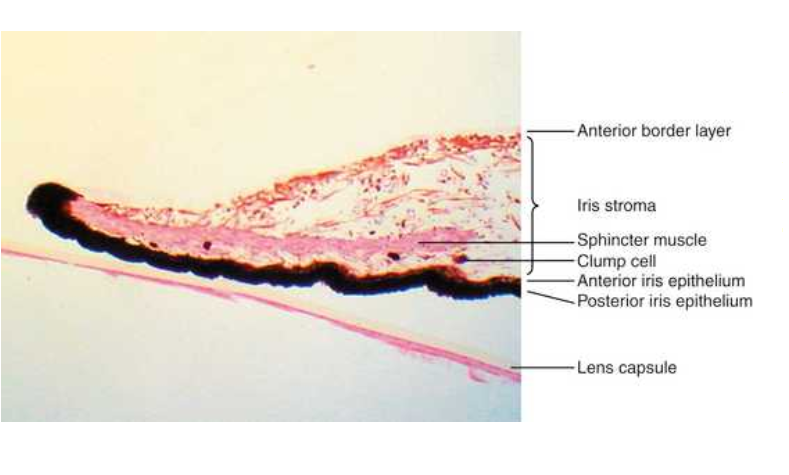 <p>clump cells</p>