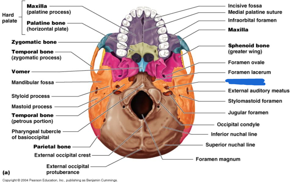 <p>carotid foramen (inferior view)</p>