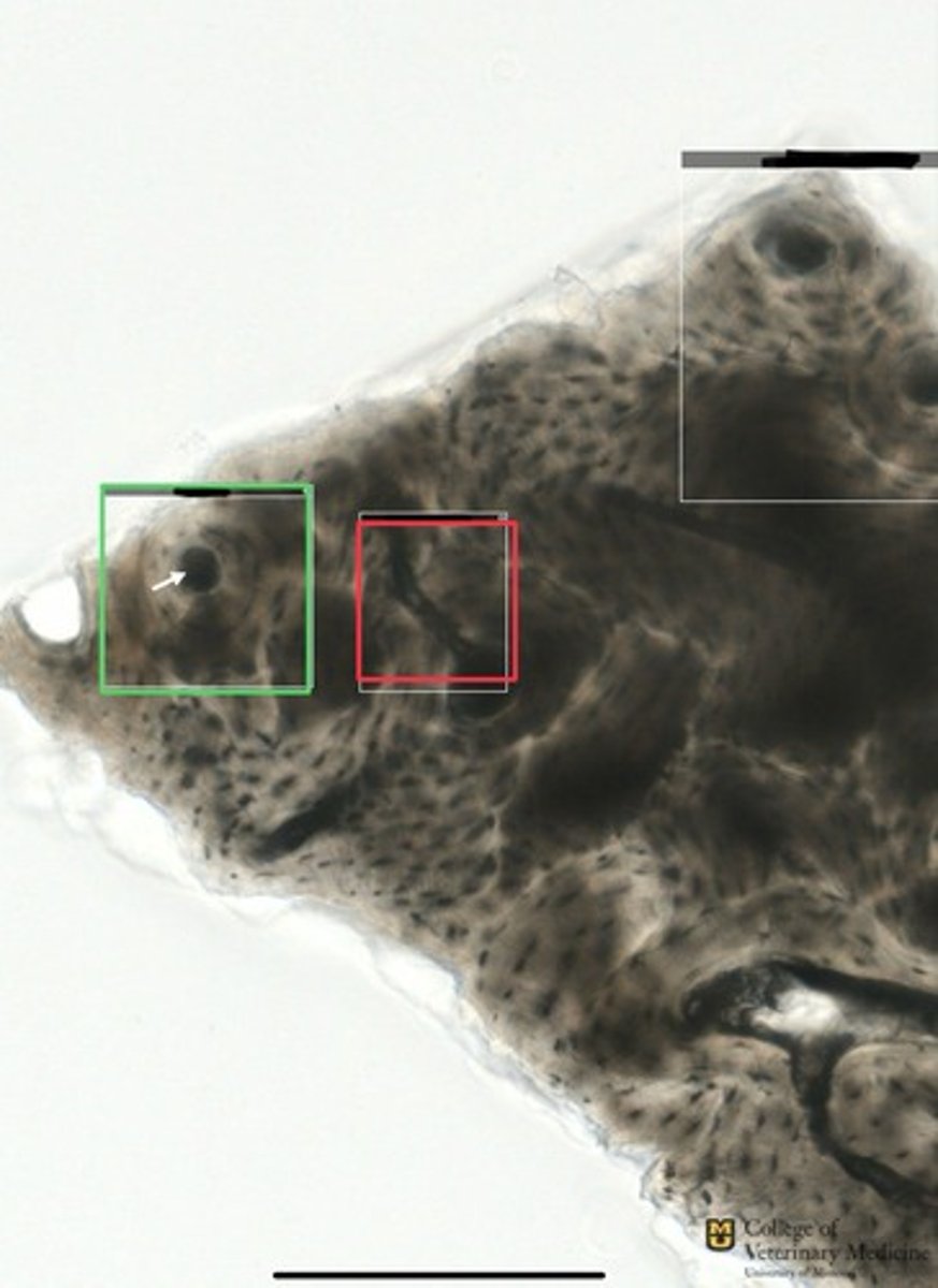 <p>What structure is shown in the red box?</p><p>What tissue is it from?</p>
