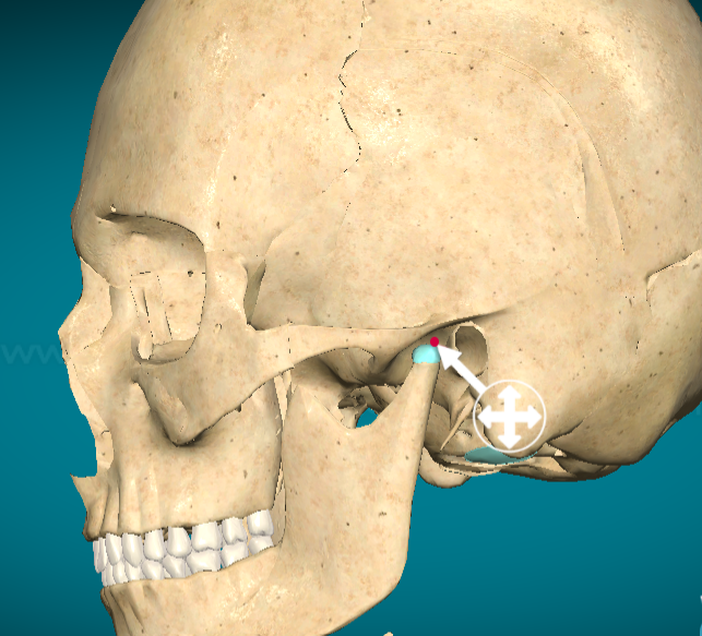 <p>Mandibular fossa</p>