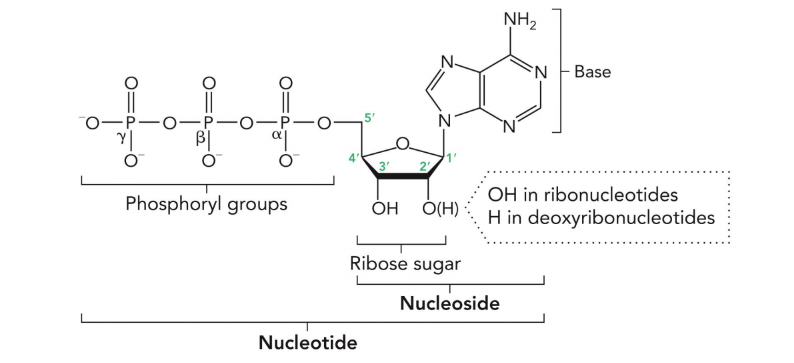 <p>nucleotides that are linked together through a phosphodiester backbone </p>