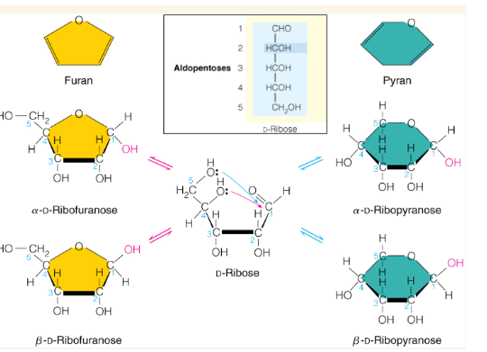 <p>the alpha structure occurs when the -OH attached to the anomeric carbon is pointing down while the beta conformation has it pointing up</p>