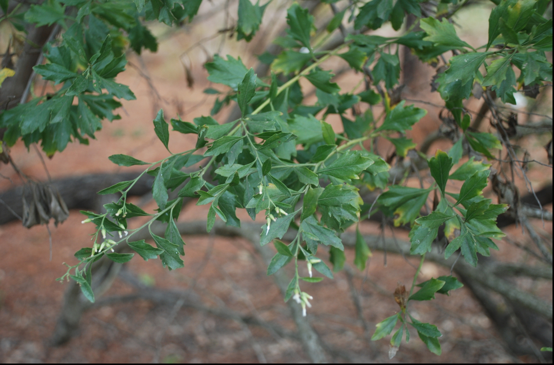 <p>Baccharis</p>