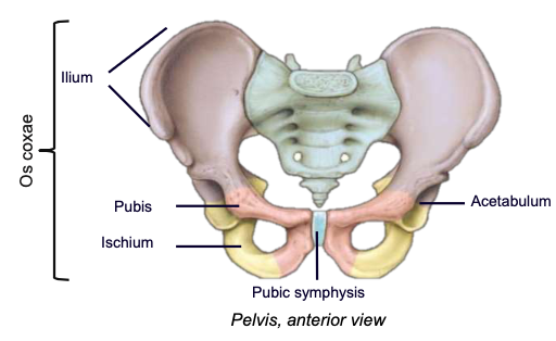 <p>hip bone; a complex-shaped bony structure formed after the fusion (synostosis) of three bones: ilium, ischium, and pubis</p>