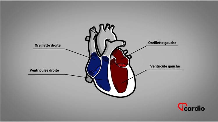 <p>Les cavités cardiaques</p>