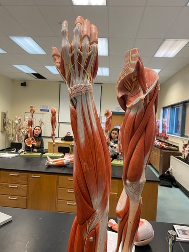 <p>Tendon</p>