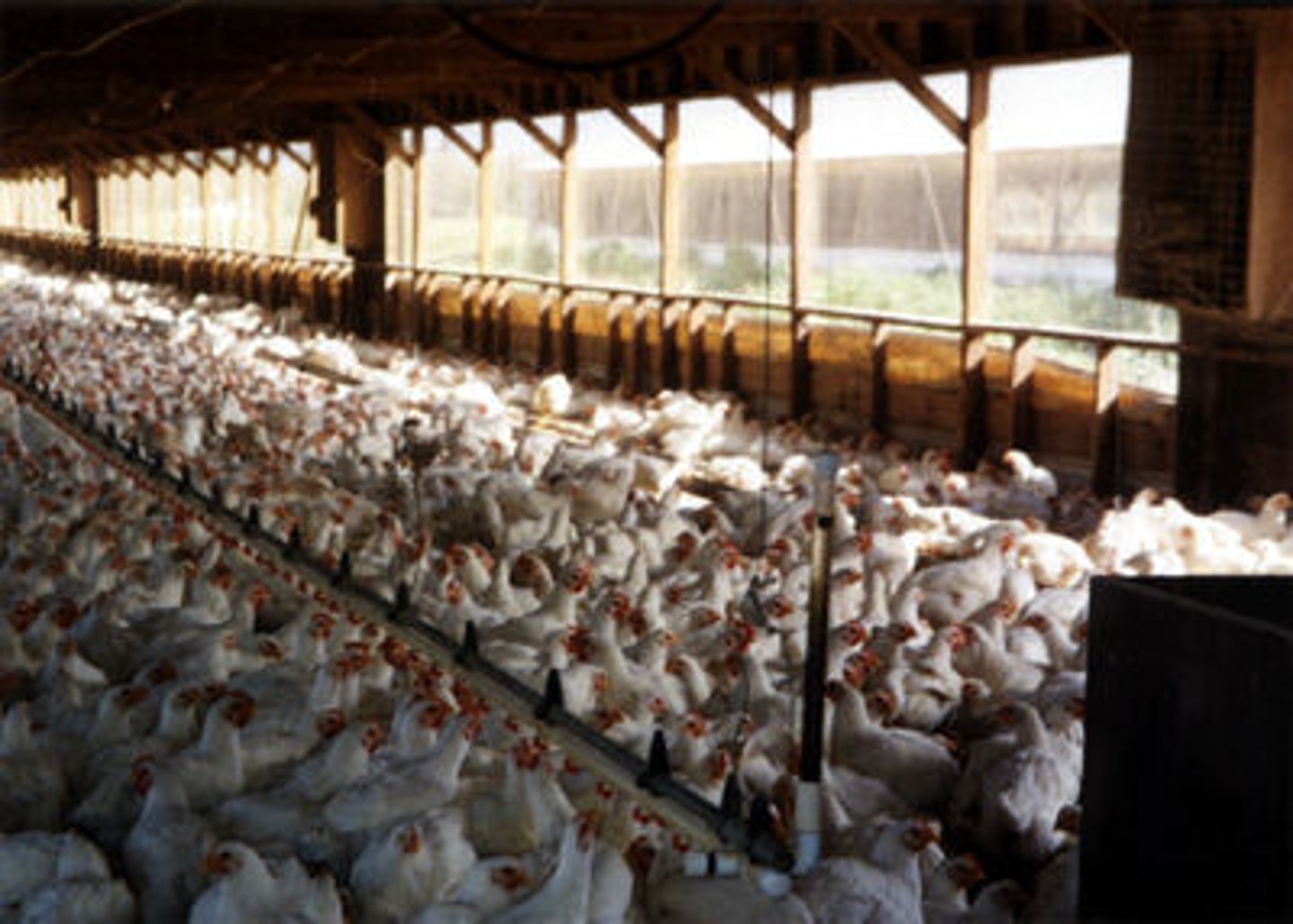 <p>(hodowla przemysłowa) - farming of animals for food production.</p>