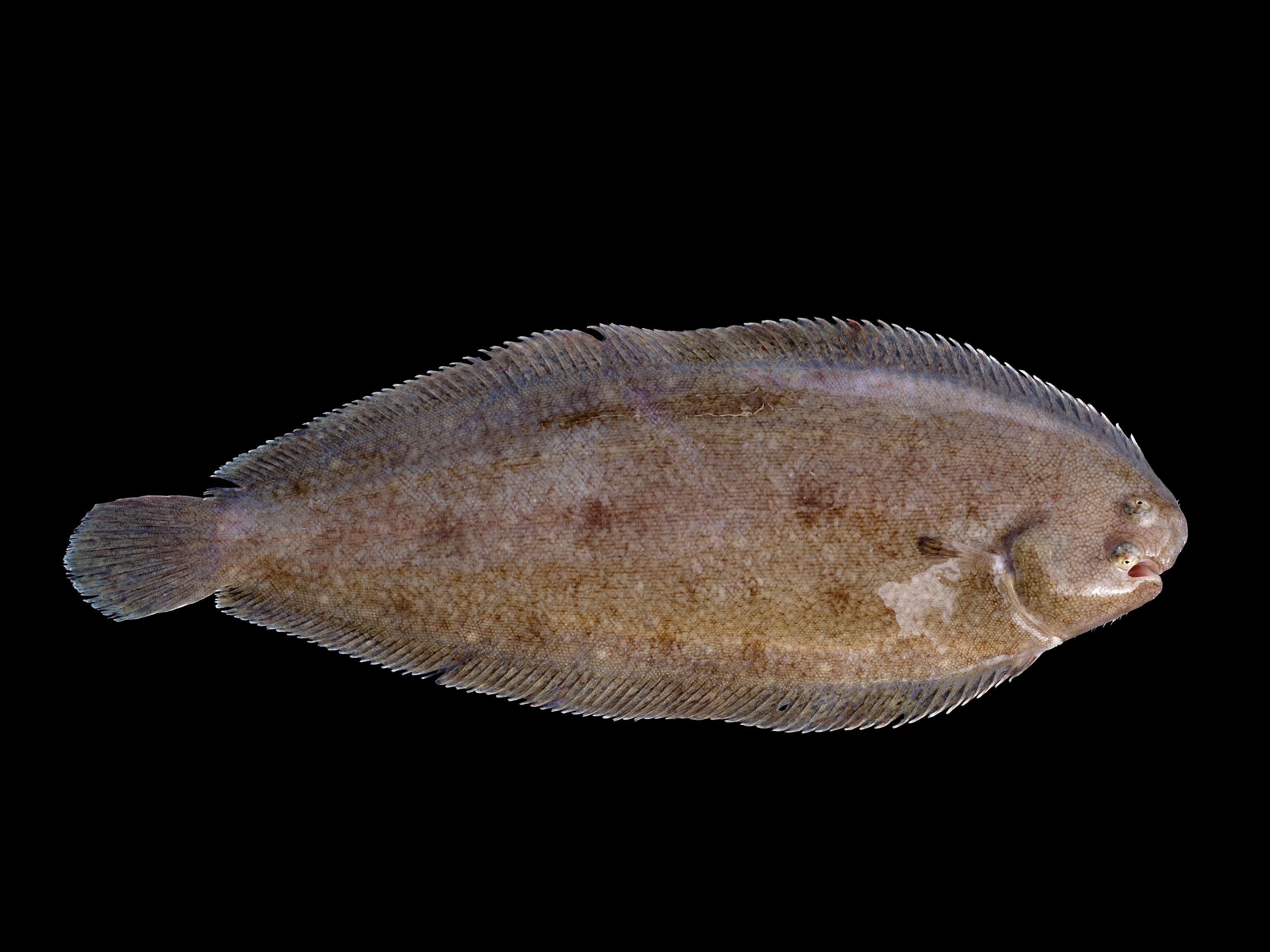 <p>sole</p>