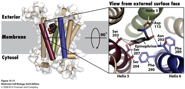 <ul><li><p>when released into blood: increases heart rate, raises blood pressure, opens airways in lungs, boosts blood sugar</p><ul><li><p>mediates mobilization of energy (fight or flight)</p></li></ul></li><li><p>β2-adrenergic receptor (β2-AR) is a type of GPCR that responds to adrenaline</p></li><li><p>epinephrine binds deep within the membrane; the binding site is formed by a.a’s from many TMSs</p><ul><li><p>helices 3,5 and 6 participate in binding</p></li><li><p>the interaction is stereospecific; 3D orientation of epinephrine is critical for binding (not many things can bind in the pocket and stay there)</p></li></ul></li></ul><p></p>