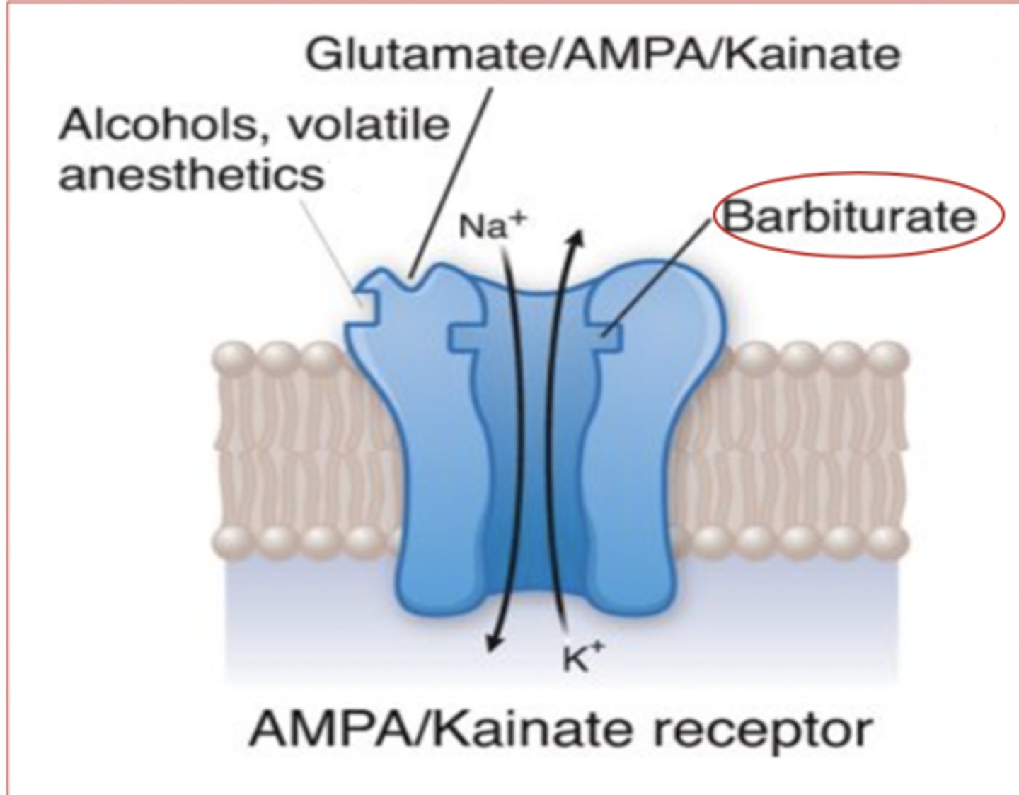 <p>Ionotropic Glutimate Receptor.</p><p>Simple: one Glutimate allows flow of Na+ in or K+ out at same time.</p>