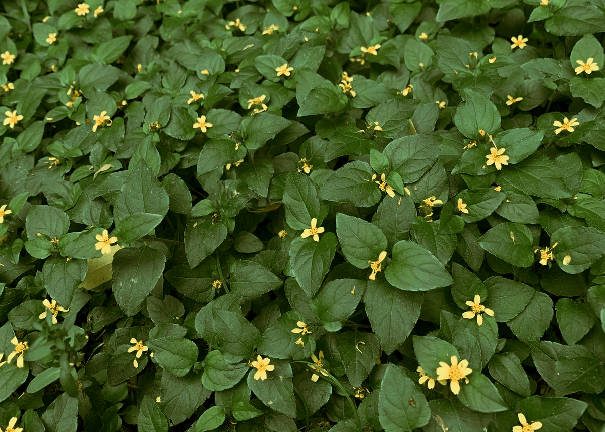 <p>Horseherb</p>
