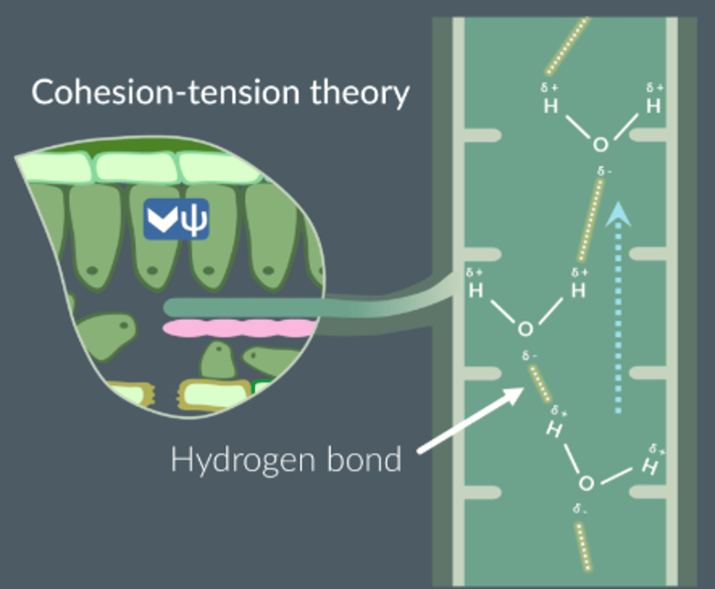 <p>1. Water evaporates / transpires from leaves;</p><p>2. Reduces Ψ in mesophyll cell / Ψ gradient across cells (ignore reference to air space);</p><p>3. Water is drawn out of xylem;</p><p>4. Creates tension (accept negative pressure);</p><p>5. Cohesive forces between water molecules;</p><p>6. Water pulled up as a column;</p>