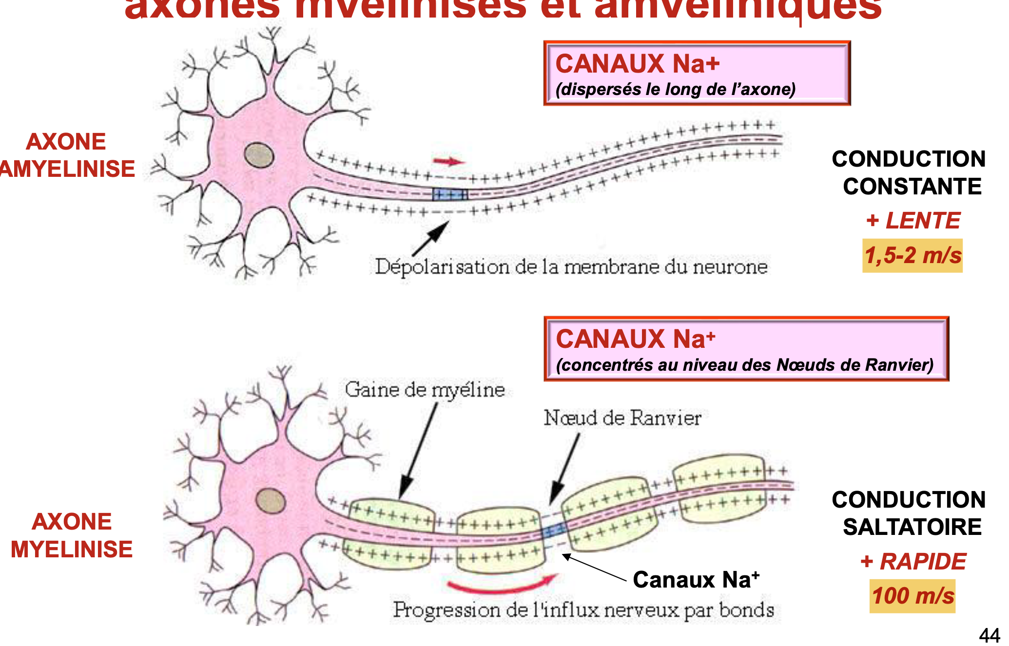 <p>Conduction constante 2m/s, axone amyélinisé, canaux Na+ le long de l’axone.</p><p>Conduction saltatoire 100m/s, axone myélinisé, canaux Na+ dans les noeuds de Ranvier</p>