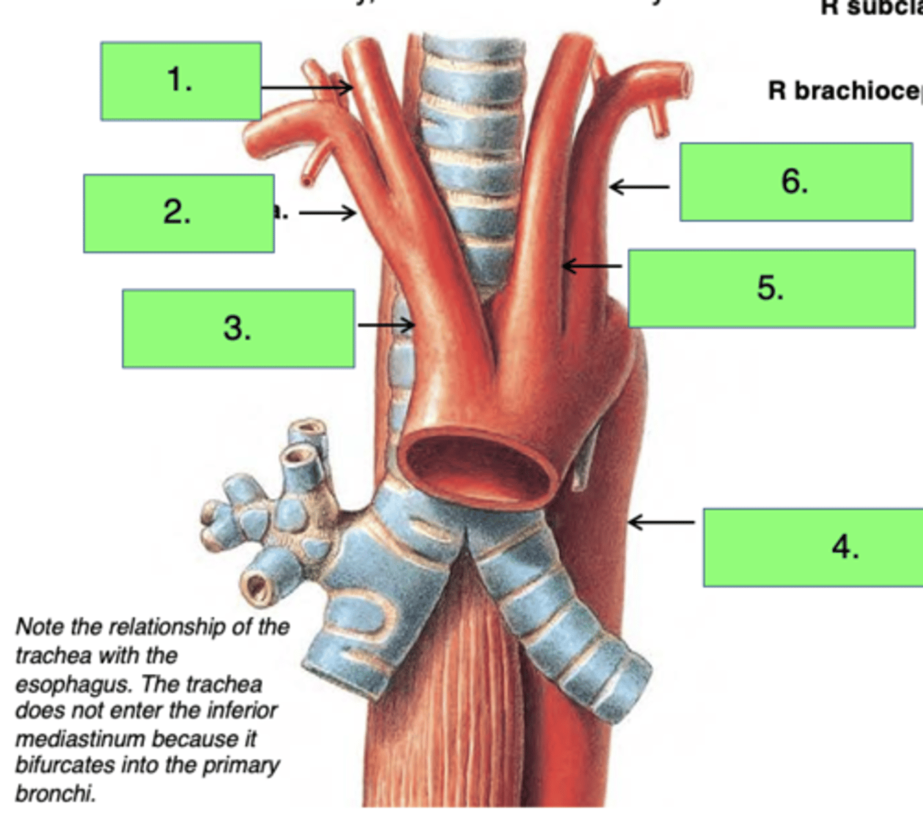 <p>1. Brachiocephalic Trunk</p><p>2. Left Common Carotid Artery</p><p>3. Left Subclavian Artery</p>