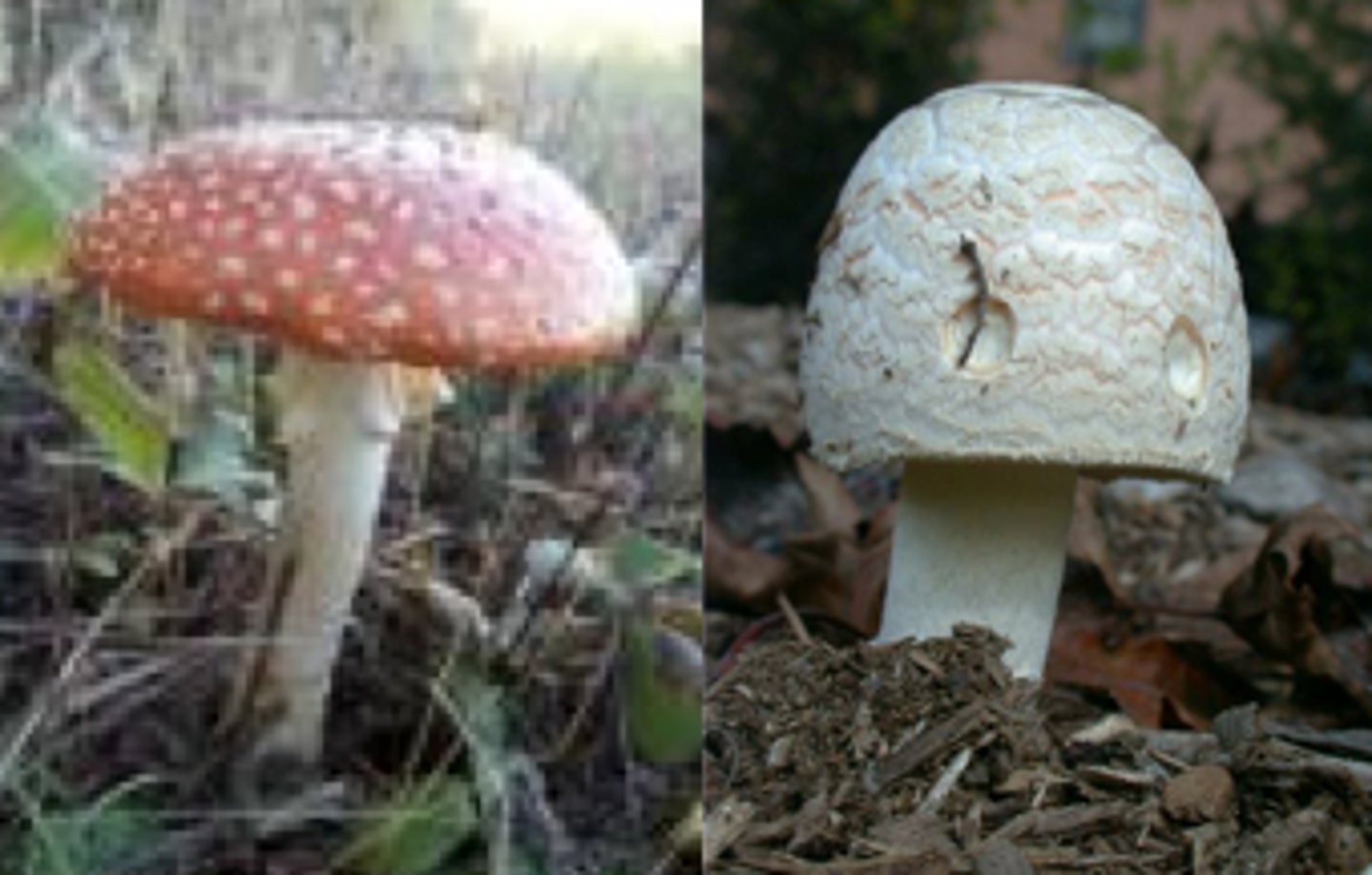 <p>Phylum of club fungi, typical mushroom</p>