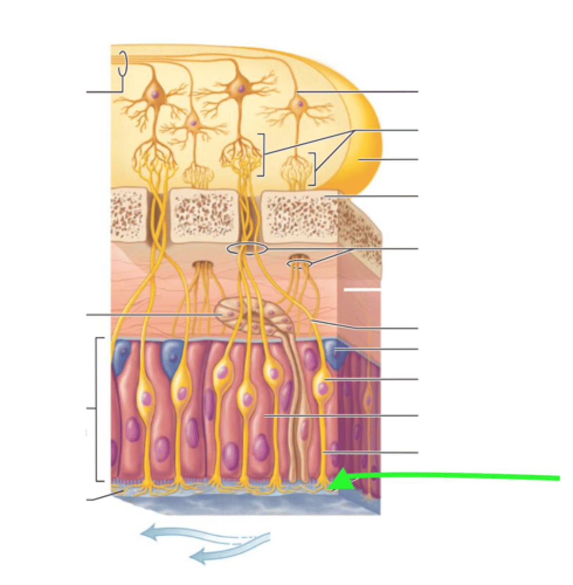 <p>olfactory cilia or dendrites that contain receptor proteins</p>