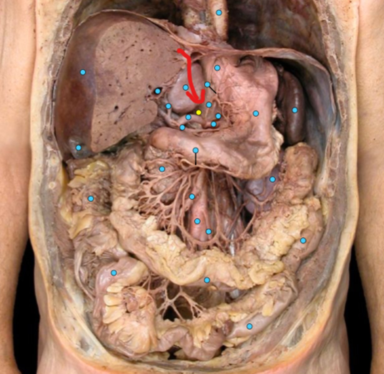 knowt flashcard image
