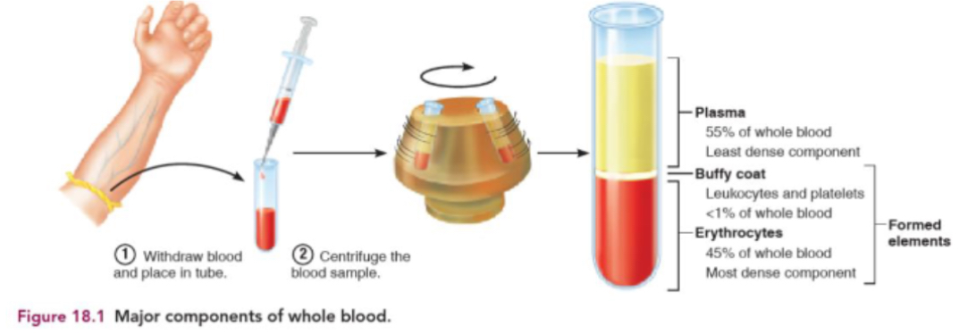 <ul><li><p>blood plasma - 55%</p></li><li><p>Erythrocytes RBC - 45%</p></li><li><p>Leukocytes WBC - &lt;1%</p></li><li><p>Platelets - &lt;1%</p></li></ul><p></p>