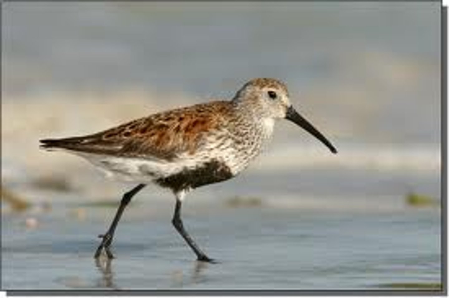 <p>Charadriiformes</p><p>Scolopacidae</p>