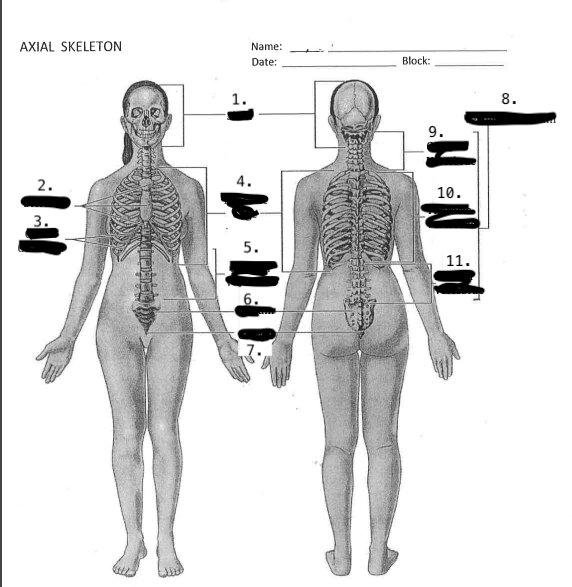 <p>thoracic vertebrae</p>